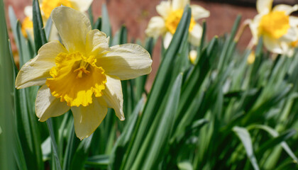 Fototapeta premium Yellow daffodils grow in the garden on a sunny day