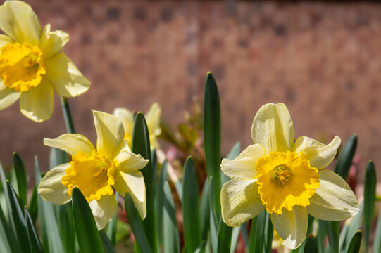Yellow daffodils on a sunny day in the garden on a blurred background