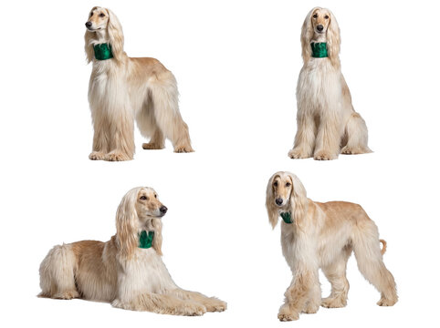 Diverse set of Afghan hounds in classic poses, featuring a regal and calm demeanor on transparent background.