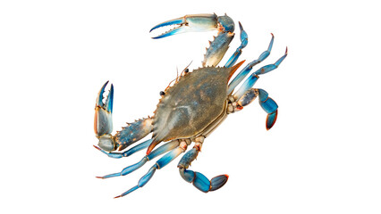 Blue crab walking isolated on transparent background cut out © AAAstock2025