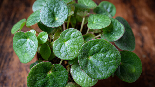 Pilea nummulariifolia is an evergreen herbaceous plant commonly known as creeping charlie native to the Caribbean and northern South America. Can be grown indoors, for example in hanging pots.
