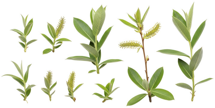 Green Willow png Fresh Leaf cutout Young Branch png Blooming Catkin cutout Natural Plant png Spring Sprig cutout Botanical Foliage png Vibrant Growth cutout isolated transparent background image