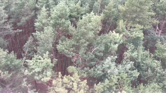 Aerial view of forested area of ​​the famous Kislovodsk Nature Park in spring. Video from the cable car cabin overlooking a pine forest, squirrel hopping along branches, and hiking trail in distance