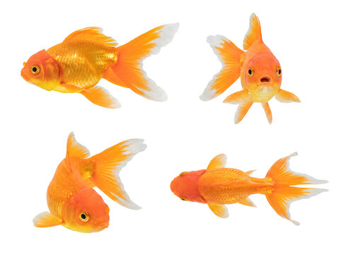 Collection of beautiful orange and white goldfish in various dynamic poses.