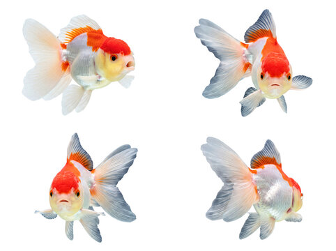 Four vibrant orange and white goldfish gracefully swimming, showcasing various captivating poses on transparent.