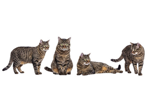 Charming collection of four tabby cats in diverse poses, perfectly isolated on a transparent background for versatile.