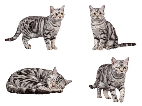 Four beautiful silver tabby cat poses: standing, sitting, walking, and peacefully sleeping, isolated.