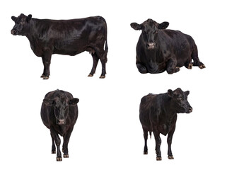 Dynamic collection of black Angus cows displaying diverse postures, from standing majestically to calmly resting. © Kathryn