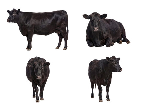 Dynamic collection of black Angus cows displaying diverse postures, from standing majestically to calmly resting.