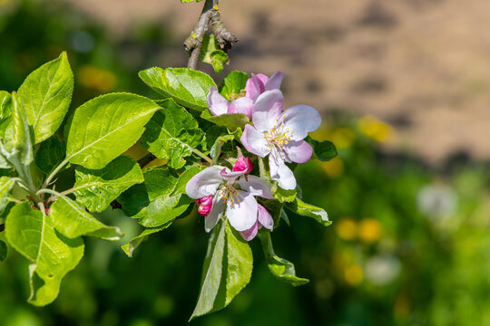 scenic apple bud blooming in spring at the tree