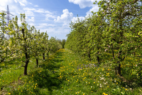 meadow with apple  blooming in spring at the tree and dandelions