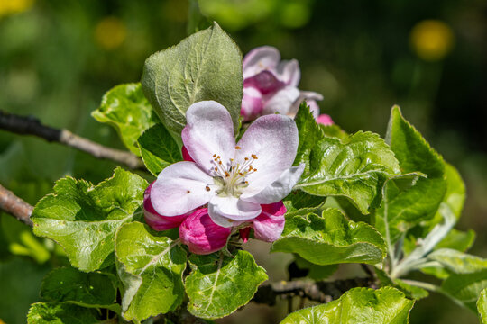 scenic apple bud blooming in spring at the tree