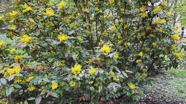Beautiful Mahonia aquifolium shrub blooming with bright yellow flower clusters in spring park. Evergreen ornamental plant with shiny prickly leaves. Decorative landscaping bush under soft daylight.