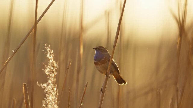 Bluethroat (Luscinia svecica) perched on reed singing backlit by golden sunlight
