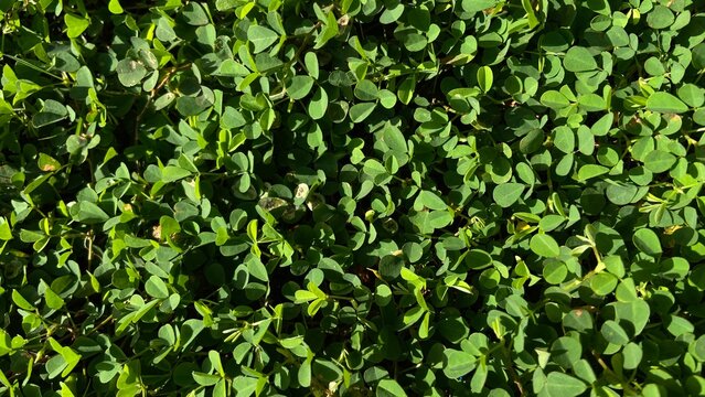 Vibrant Green Clover Leaf Texture