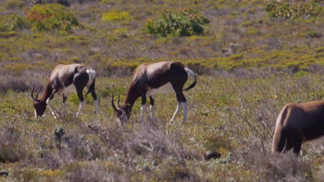 Couple of endemic Bontebok with dark-brown coats grazing in windy field