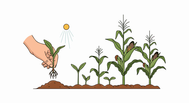 Illustration shows the lifecycle of corn from seedling to mature plant under sunlight