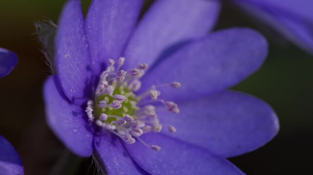 Purple Hepatica Flower Macro With Gentle Downward Motion