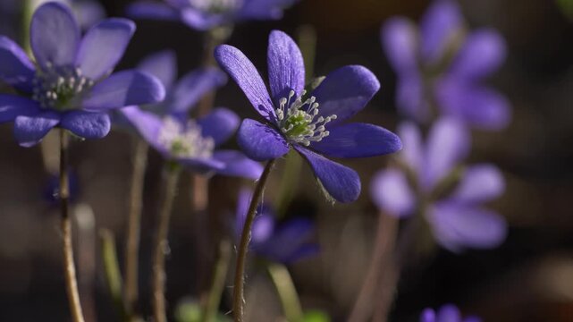 Macro View of Spring Hepatica Flowers With Slow Push‑In