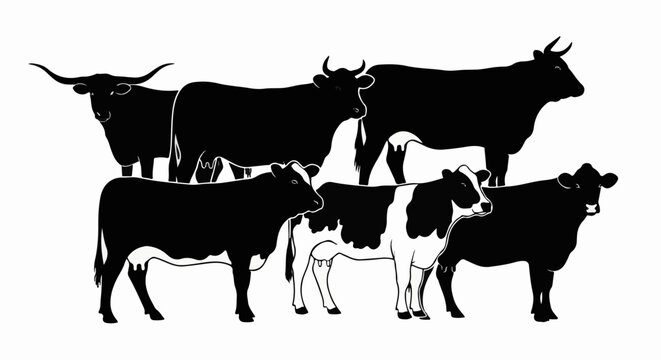 Group of six black and white cows, some with spots, are depicted in a minimalist silhouette style