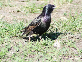 Fototapeta premium Starling bird standing on patchy green ground