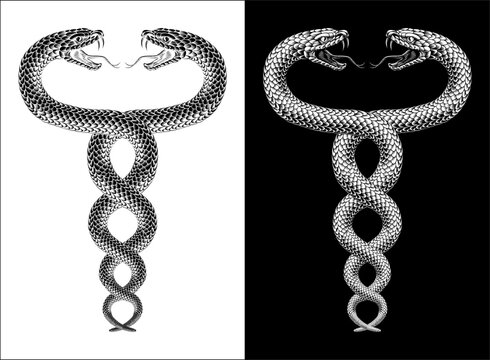 Two snakes coiled twin serpents, original illustration in a vintage woodcut engraving etching style.