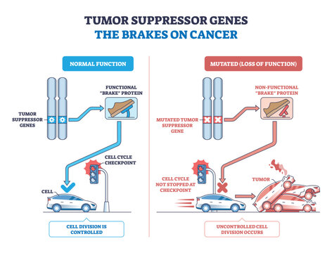 Tumor suppressor genes as brakes on cancer, functional checkpoints stop cell division, mutations remove the brake, leading to crashes. Key, chromosomes, brake pedal, traffic light. Outline diagram