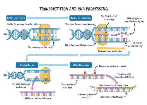 Transcription and RNA processing illustrated as DNA opens, RNA polymerase builds mRNA and splicing refines it, key objects, DNA helix, polymerase, mRNA.