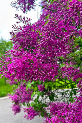 Obraz premium Flowers bloom in purple shades near a pathway surrounded by greenery on a sunny day
