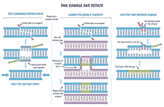 DNA damage repair pathways, a double helix with breaks is mended by patches and template copying, contrasting NHEJ, HR, and excision repair, key objects, helix, breaks, patch.