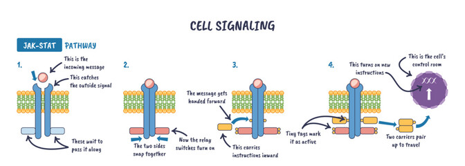 JAK-STAT cell signaling, ligand binds receptor, JAK activates, STAT dimer enters nucleus to drive transcription. Key objects, receptor, ligand, STAT. © VectorMine