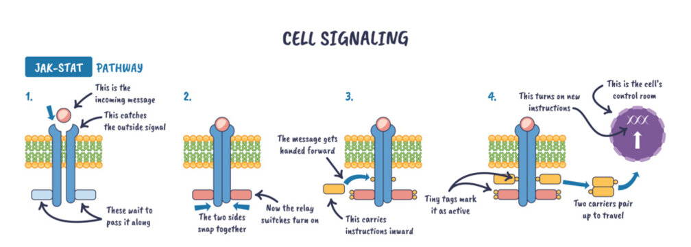 JAK-STAT cell signaling, ligand binds receptor, JAK activates, STAT dimer enters nucleus to drive transcription. Key objects, receptor, ligand, STAT.