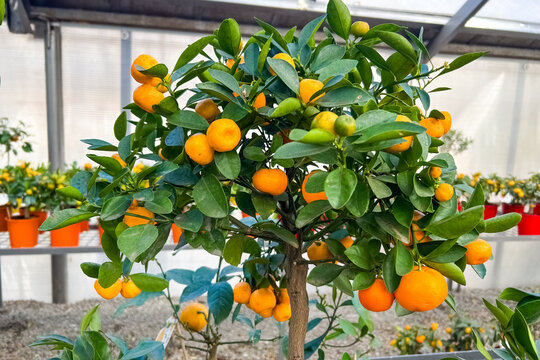 Small citrus tree with ripe and unripe fruit in a greenhouse setting during daylight