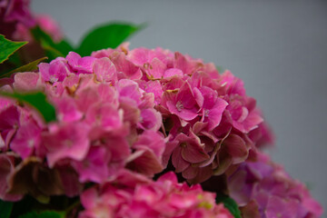 Fototapeta premium Pink hydrangea flowers macro close up natural garden bloom Hydrangea macrophylla soft petals texture detailed floral composition