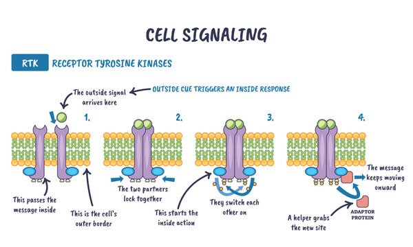RTK cell signaling pathway, ligand binds, receptors dimerize and autophosphorylate, recruiting adaptor protein on the plasma membrane. Key objects, RTK dimer, lipid bilayer, adaptor protein.