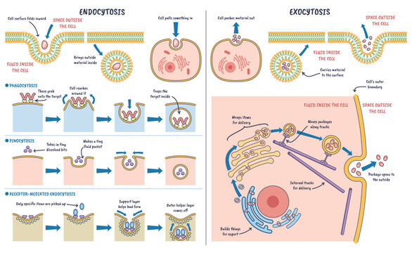 Endocytoza i egzocytoza, schemat pokazuje wymian materia w przez b on kom rkow za pomoc p cherzyk w, kluczowe elementy, b ona, p cherzyki transportowe, aparat Golgiego.