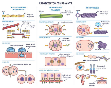 Cytoskeleton components overview shows how cells gain structure and motion, features microfilaments, intermediate filaments, and microtubules for support, transport, division, and movement.
