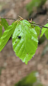 Weevil - Otiorhynchus morio Walking on Green Leaf in Spring Nature, Vertical Macro