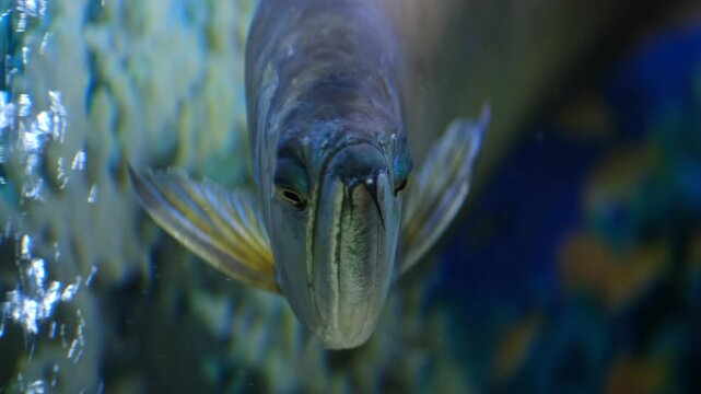 Portrait of a large silver arowana fish swimming towards the camera in a clean tropical aquarium.
