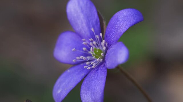 Purple Hepatica Flower Macro in Natural Outdoor Setting