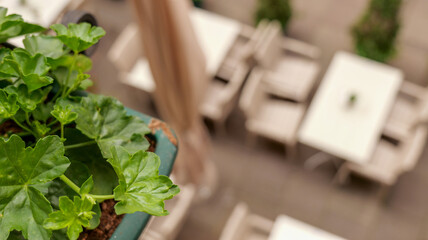 Obraz premium Green geranium plant in a pot overlooking an empty outdoor cafe seating area