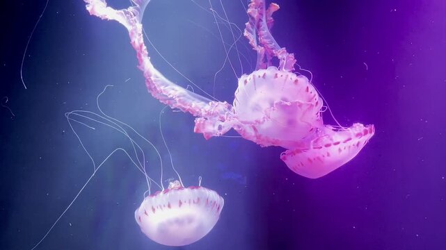 Pink jellyfish float slowly in the aquarium. Peace of mind. Horizontal. Tenerife. Spain. 