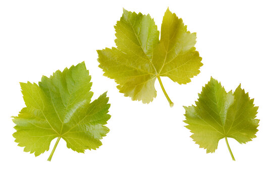 Weinbl&auml;tter
