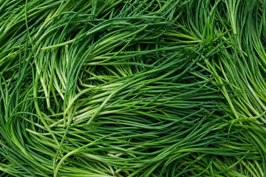 Fresh agretti texture background Italian green vegetable salsola soda pattern