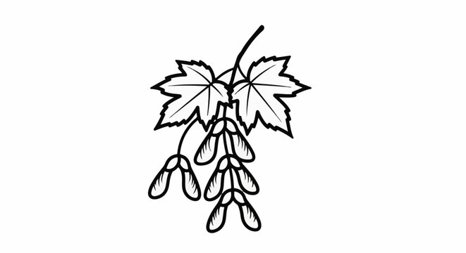 Minimalist line art of maple leaves and samaras