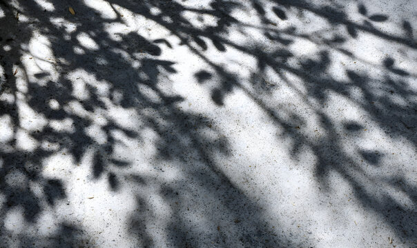 shadow from trees on the asphalt