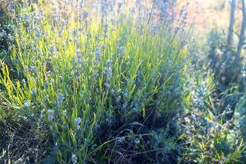 Wild fructifying mountain lavender (Lavandula), purple sage (Salvia) on the beech forests glade of the Crimean mountains. Fall season © max5128