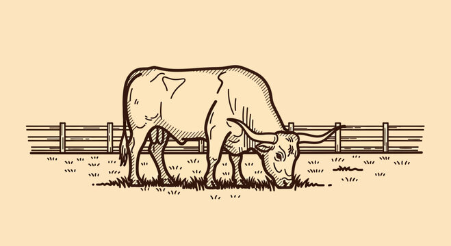 Grazing Texas Longhorn Bull Sketch on a Ranch Field