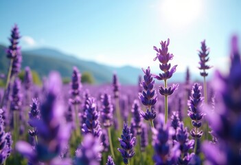 Fototapeta premium Wind-swept Lavender Field Blowing Saturated Purple Flowers Grand View under Blue Sky Endless Horizon