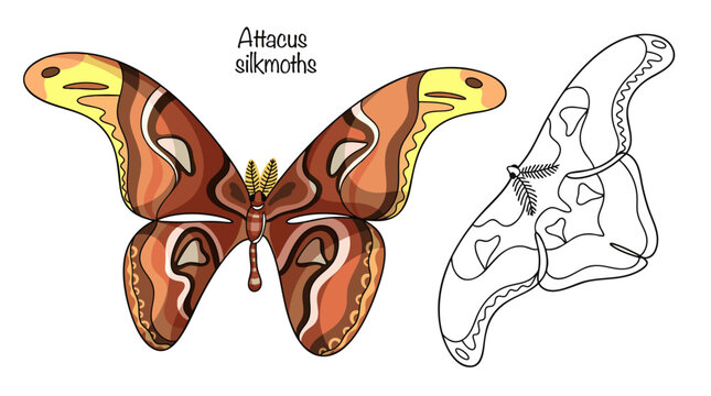 Attacus silkmoths